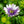 Load image into Gallery viewer, African Daisy - Early Spring Hanging Baskets Other Perennials - Perennials