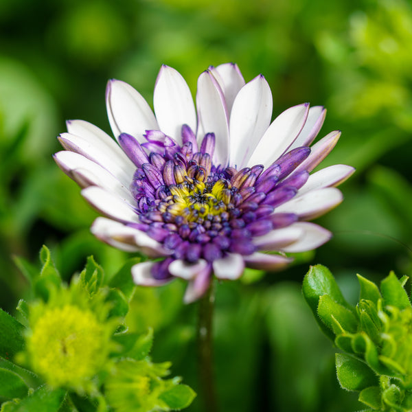 African Daisy