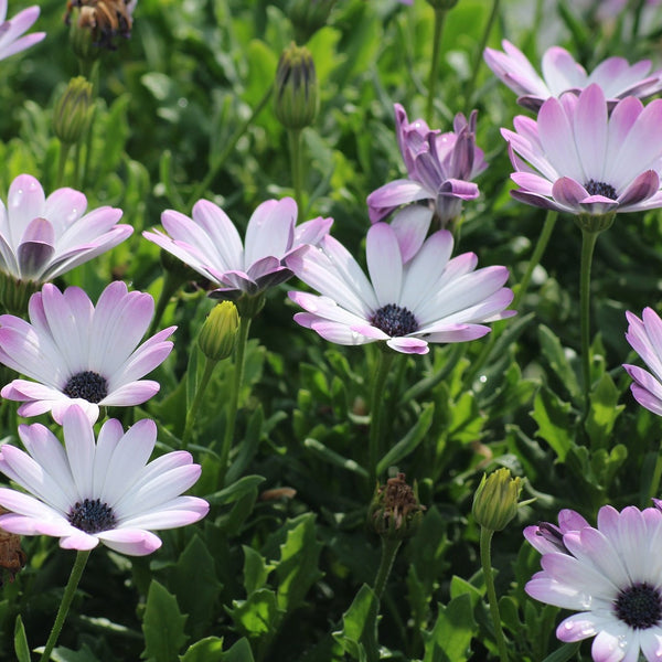 African Daisy