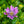Load image into Gallery viewer, African Daisy - Early Spring Hanging Baskets Other Perennials - Perennials