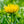 Load image into Gallery viewer, African Daisy - Early Spring Hanging Baskets Other Perennials - Perennials