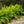 Load image into Gallery viewer, Ostrich Fern