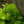 Load image into Gallery viewer, Ostrich Fern