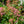 Load image into Gallery viewer, Ostrich Plume Astilbe