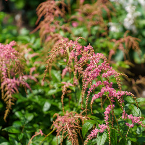 Ostrich Plume Astilbe