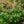 Load image into Gallery viewer, Ostrich Plume Astilbe