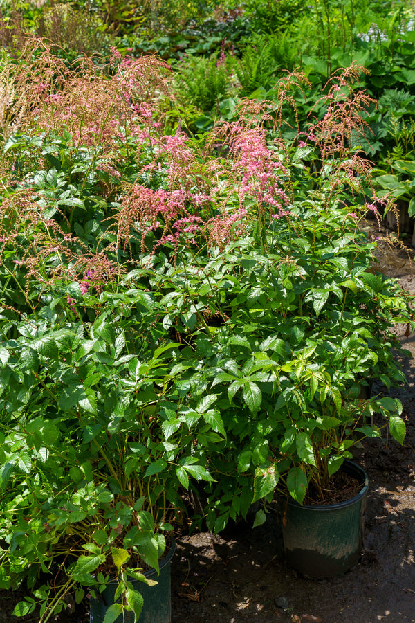 Ostrich Plume Astilbe