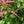 Load image into Gallery viewer, Ostrich Plume Astilbe
