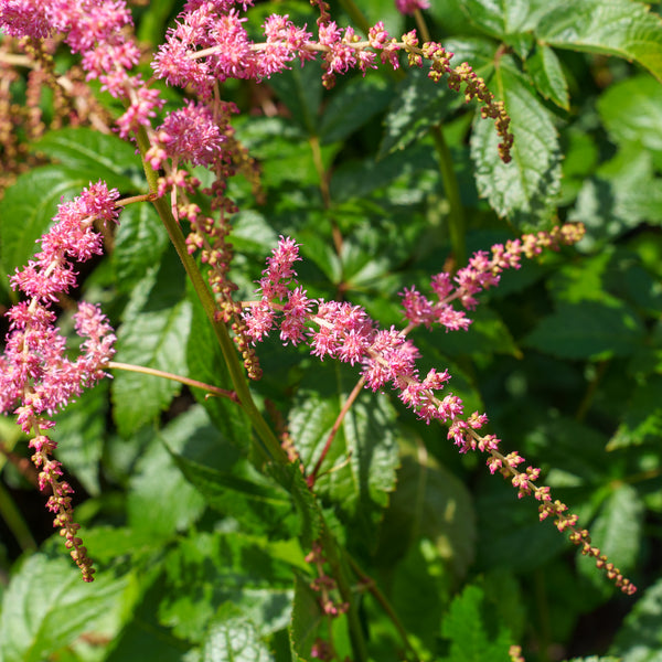 Ostrich Plume Astilbe