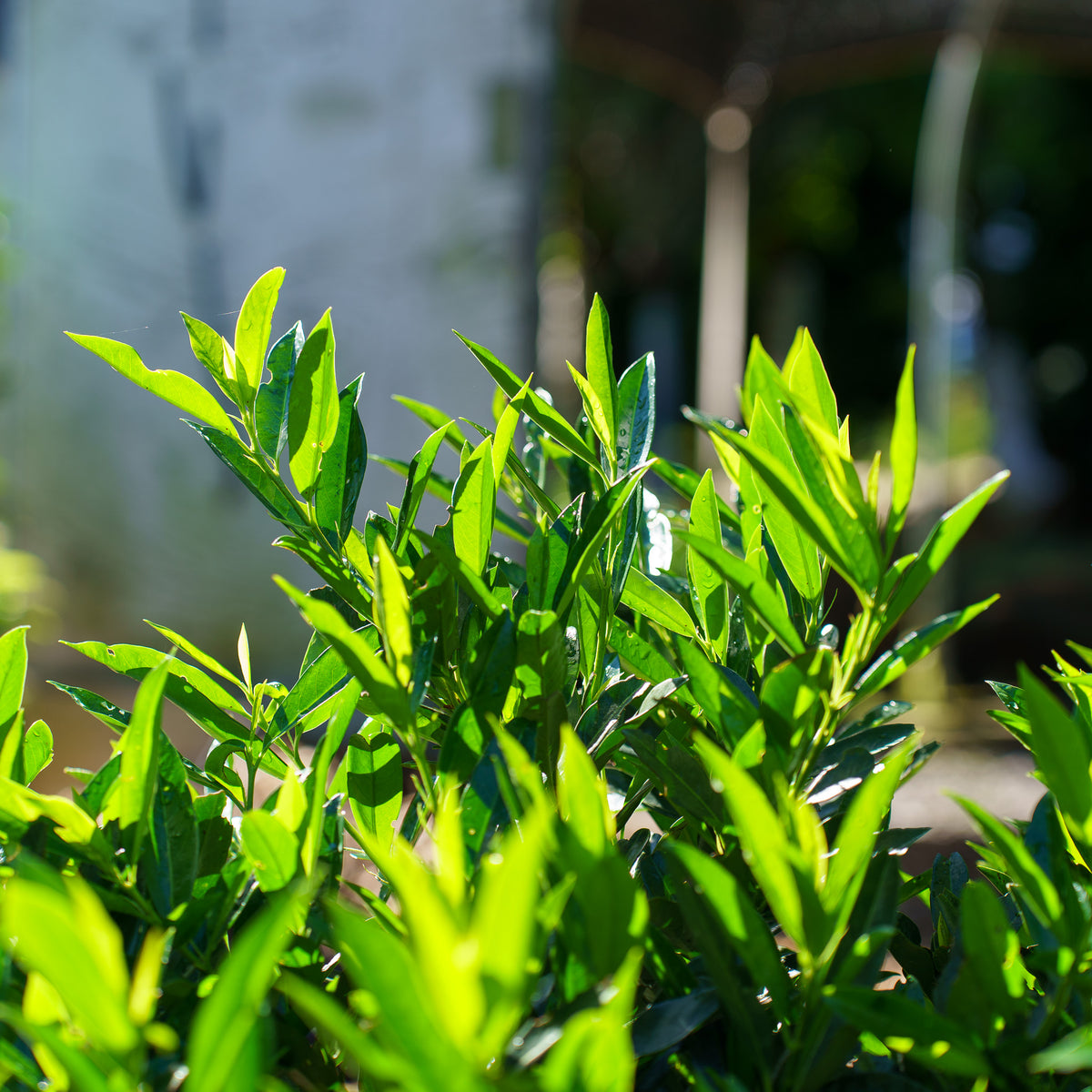 Otto Luyken Cherry Laurel – Plant Detectives