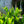 Load image into Gallery viewer, Otto Luyken Cherry Laurel