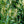 Load image into Gallery viewer, Otto Luyken Cherry Laurel