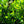 Load image into Gallery viewer, Otto Luyken Cherry Laurel