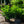 Load image into Gallery viewer, Otto Luyken Cherry Laurel