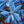 Load image into Gallery viewer, P.J.M. Elite Rhododendron