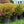 Load image into Gallery viewer, P.J.M. Elite Rhododendron