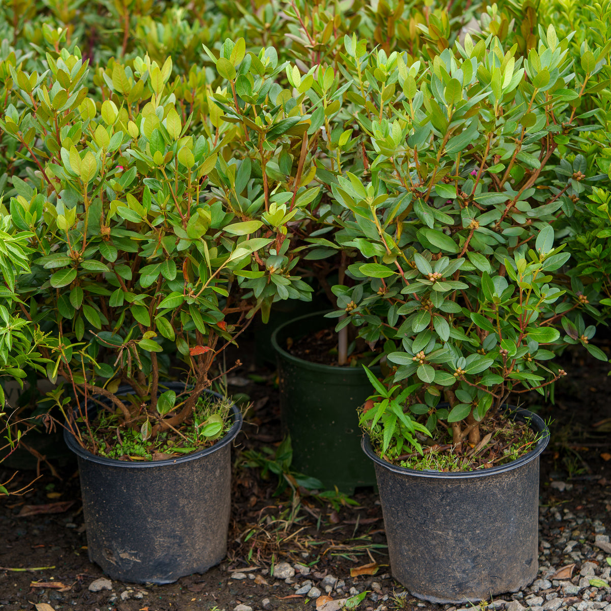 P.J.M. Elite Rhododendron – Plant Detectives