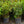 Load image into Gallery viewer, P.J.M. Elite Rhododendron