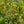 Load image into Gallery viewer, P.J.M. Elite Rhododendron