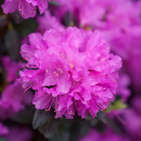 P.J.M. Rhododendron