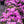 Load image into Gallery viewer, P.J.M. Rhododendron
