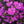Load image into Gallery viewer, P.J.M. Rhododendron