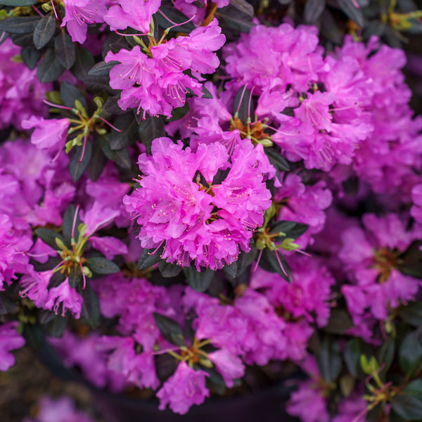 P.J.M. Rhododendron
