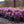 Load image into Gallery viewer, P.J.M. Rhododendron