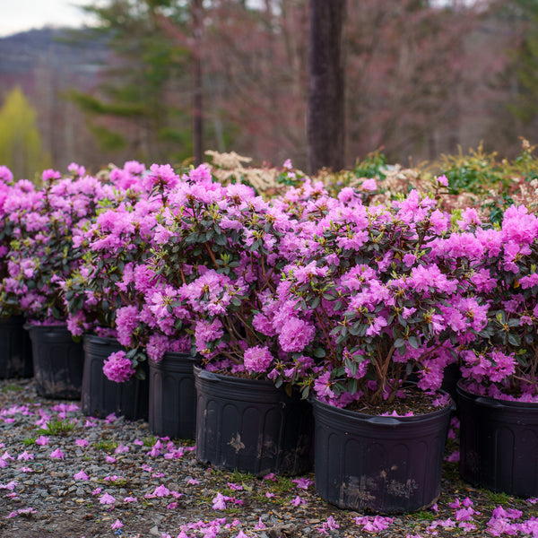 P.J.M. Rhododendron