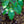 Load image into Gallery viewer, Paperbark Maple - Maple - Shade Trees