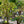 Load image into Gallery viewer, Paperbark Maple - Maple - Shade Trees