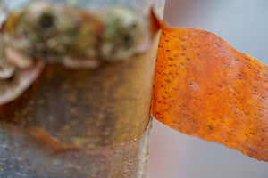 Paperbark maple peeling