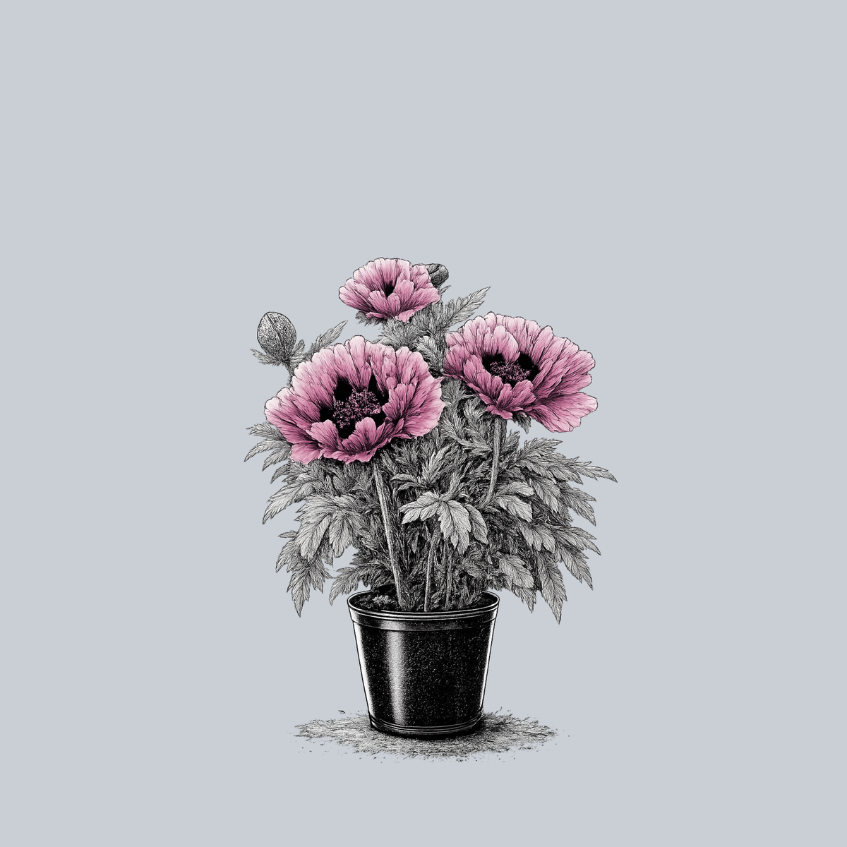 Patty's Plum Oriental Poppy – Plant Detectives