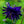 Load image into Gallery viewer, Blue Barlow Columbine - Other Perennials - Perennials