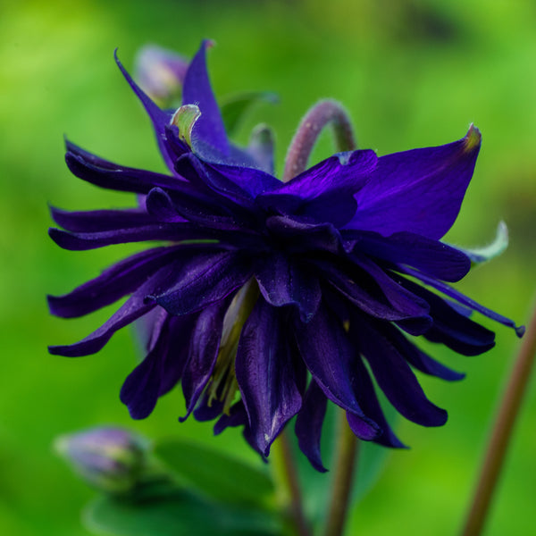 Blue Barlow Columbine - Other Perennials - Perennials