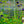 Load image into Gallery viewer, Blue Barlow Columbine - Other Perennials - Perennials