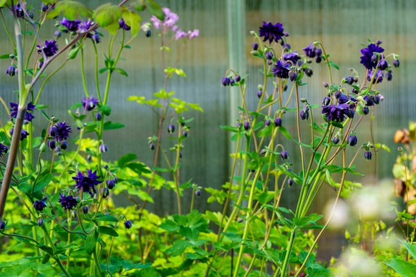 Blue Barlow Columbine - Other Perennials - Perennials