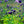 Load image into Gallery viewer, Blue Barlow Columbine - Other Perennials - Perennials