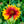Load image into Gallery viewer, Arizona Sun Blanket Flower - Other Perennials - Perennials