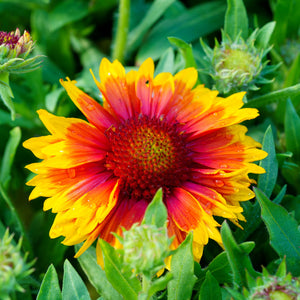 Arizona Sun Blanket Flower