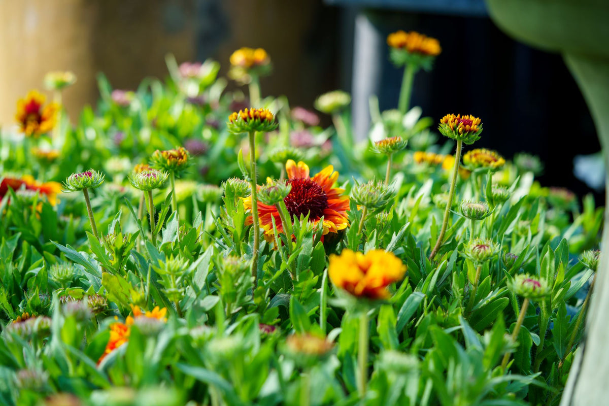 arizona potted plants full sun Arizona Sun Blanket Flower – Plant Detectives