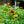 Load image into Gallery viewer, Arizona Sun Blanket Flower - Other Perennials - Perennials