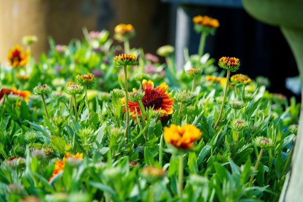 Arizona Sun Blanket Flower - Other Perennials - Perennials