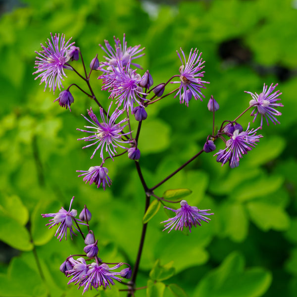 Black Stockings Meadow Rue - Other Perennials - Perennials