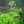 Load image into Gallery viewer, Black Stockings Meadow Rue - Other Perennials - Perennials