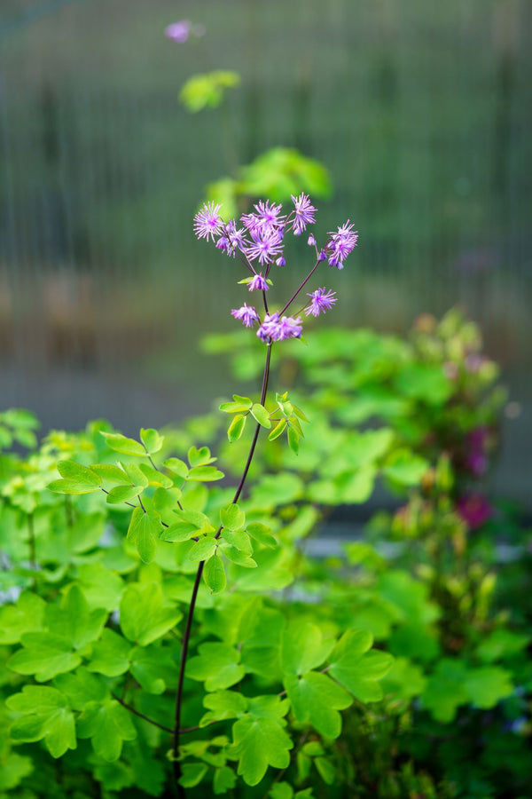 Black Stockings Meadow Rue - Other Perennials - Perennials