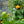 Load image into Gallery viewer, Golden Queen Globeflower - Other Perennials - Perennials