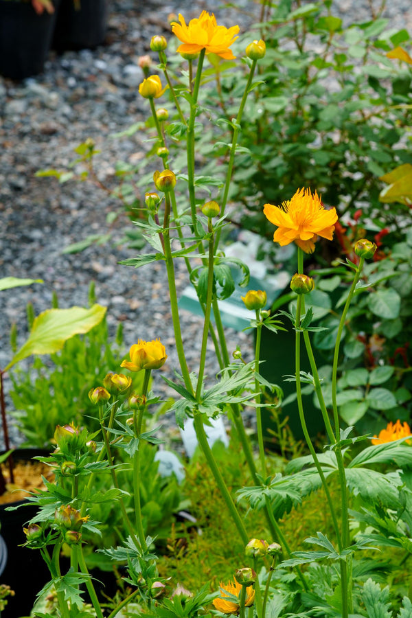 Golden Queen Globeflower