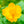 Load image into Gallery viewer, Golden Queen Globeflower - Other Perennials - Perennials