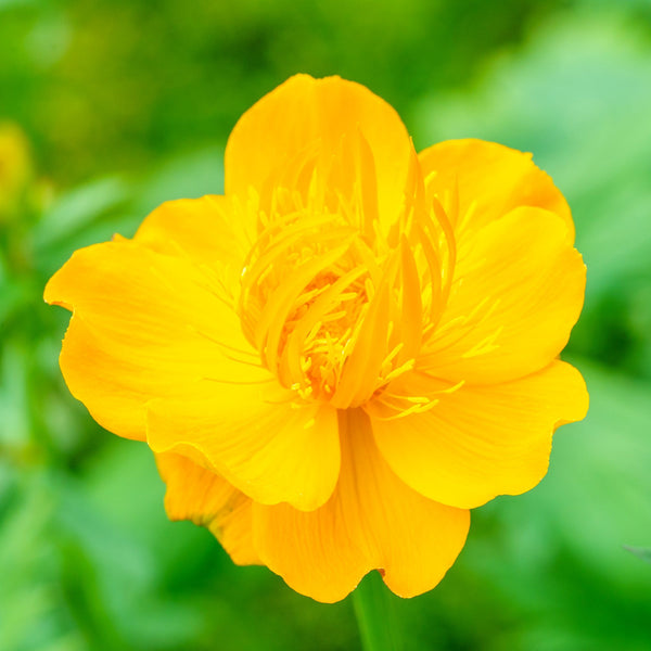 Golden Queen Globeflower